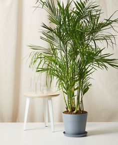 The Bamboo Palm is a tropical indoor houseplant that compliments any space. Not to be confused with real bamboo, this plant is low maintenance and easy to care for. Native to the forests of Mexico and Central America, Bamboo Palms grow in the shade of larger trees unlike other palms, which makes them adaptable to less than ideal lighting conditions. It is a great choice for the home or office because it rates highly on NASA’s list of air-purifying plants. Please note: The variation of leaf split Palmas, Indore, Bamboo Palm Indoor, Bamboo In Pots, Bamboo Palm, Indoor Plant Pots, Potted Bamboo, Large Indoor Plants, Indoor Plants