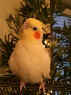 a yellow and white bird sitting on top of a cage next to a christmas tree