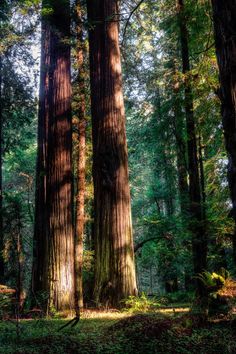 National Parks, Cali, Redwoods California, Redwood National Park, Redwood Forest, Redwood, Redwood Tree