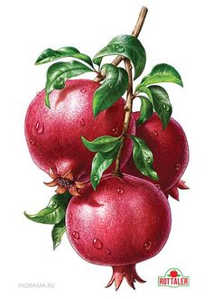 romã Food Illustrations, Fruits Drawing, Botanical, Botanica, Design Inspiration