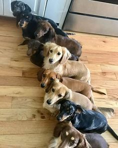 several dogs are lined up in a row on the floor, one is brown and black