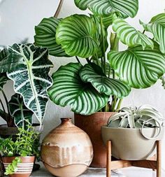 there are many potted plants on the shelf next to each other, including one large green plant