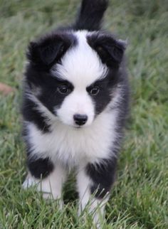 a black and white puppy standing in the grass