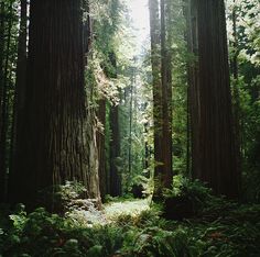 Outdoor, Forest Photos, Nature Travel, Scenic, Forest, Wilderness