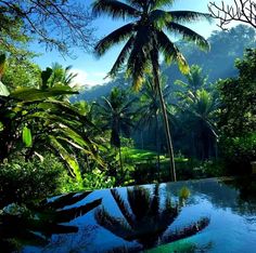 the pool is surrounded by palm trees and lush green jungles on both sides, with blue skies in the background
