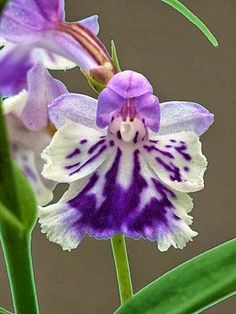 Orchid Ponerorchis Graminifolia