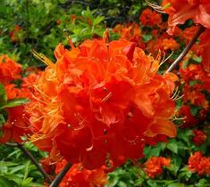 an orange flower is blooming in the garden