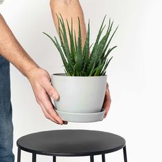 a person holding a potted plant on top of a table next to a stool