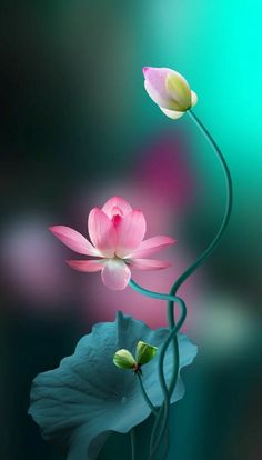 two pink flowers are floating in the water