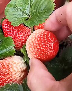 someone is picking strawberries from the plant in their hand, and they're ready to be picked