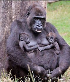 Baby Gorillas, Mommas, Cute Animals, Twinsies