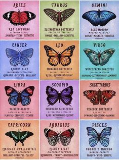 the different types of butterflies are shown in this poster, which includes names and colors