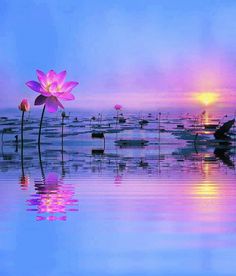 a pink flower sitting on top of a lake next to the ocean under a purple sky