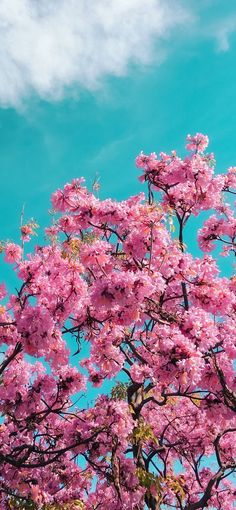 pink flowers are blooming on the branches of a tree in front of a blue sky