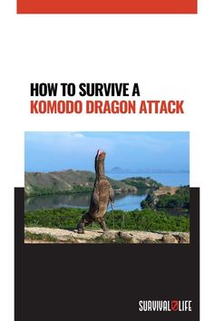 Komodo, Komodo Dragons, Komodo Dragon, Komodo Dragon Attack, Dragon