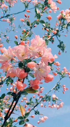 pink flowers are blooming on the branches of a tree with blue sky in the background