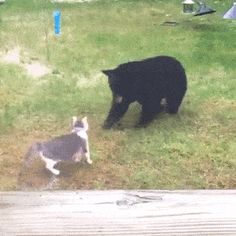 two black bears and a dog are in the grass