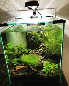 an aquarium with plants and rocks in it