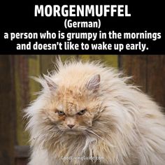 an image of a cat with the caption morgenuffel german, a person who is grumpy in the mornings and doesn't like to wake up early