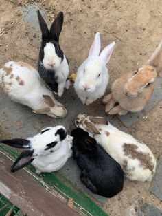 four rabbits are sitting in a circle on the ground next to each other and one is looking up