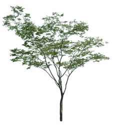 a small tree with green leaves on it's branches, against a white background