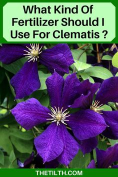 purple flowers with the words what kind of fertilizer should i use for clematis?