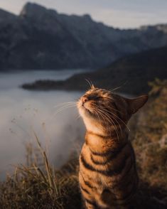 a cat sitting on top of a grass covered hillside next to a body of water