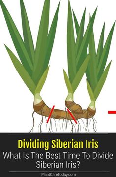 what is the best time to divide siberian iris's roots? - plant care today