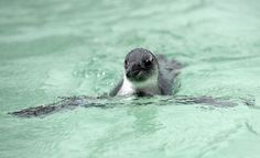 a small penguin swimming in the water