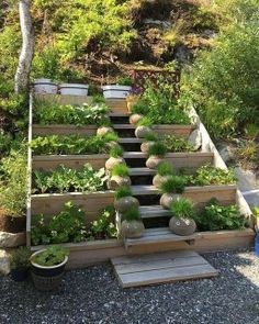 an outdoor garden with steps made out of wood and plants growing on top of them