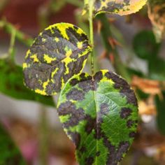 two green and yellow leaves with brown spots on them are hanging from a tree branch
