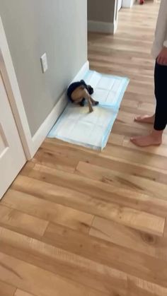 How adorable 😂 . credit: frenchbulldog__zone Funny Animal Videos, Humour, Funny Dogs, Pug Puppies, Dogs And Puppies, Puppies, Puppy Love, Dogs And Kids, Doggy