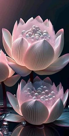 two water lilies floating on top of a body of water next to each other