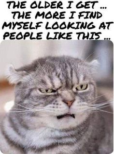 a cat looking at the camera with a caption that reads, the older i get the more i find my self looking at people like this