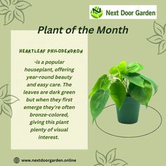 The sweetheart plant (Philodendron hederaceum), also known as the HEART-LEAF philodendron, is an evergreen foliage plant native to tropical South and Central America and the West Indies. For more info, visit us at: 🌐www.nextdoorgarden.online ☎️+61 423 092 354 #nextdoorgarden #houseplant #garden #hangingplants #gardentips #gardenlife #iloveplant #instaplant #freeshipping #plant #gardening #nature #neighborhood #flower #environtmental #sharing #lovegardening #gardeningismytherapy Herbs, Heart Leaf Philodendron, Philodendron, Garden Plants