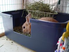 a rabbit in a cage with hay inside