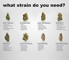 what strain do you need?