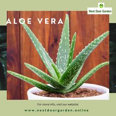 #PLANTTrivia ALOE VERA is a succulent plant species in the Aloe genus. It is widely distributed and considered an invasive species in many parts of the world. It is an evergreen perennial that originated in the Arabian Peninsula but now grows in tropical, semi-tropical, and arid climates all over the world. To know more, reach out to us @ 🌐www.nextdoorgarden.online ☎️+61 423 092 354 📧 nxtdoorgarden@gmail.com #nextdoorgarden #houseplant #garden #hangingplants #gardentips Flora, Aloe Vera Plant, Aloe Plant, Aloe Vera, Aloe Barbadensis Miller, Aloe Vera For Hair, Plant Care