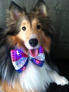 a dog wearing a bow tie sitting on top of a floor next to a wooden wall