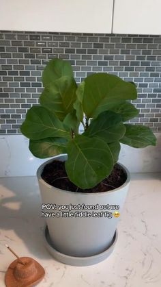 a potted plant sitting on top of a kitchen counter