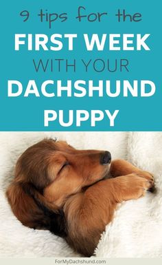 a brown dog sleeping on top of a white blanket with the words 9 tips for the first week with your dachshund puppy