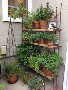 several potted plants on shelves in front of a house