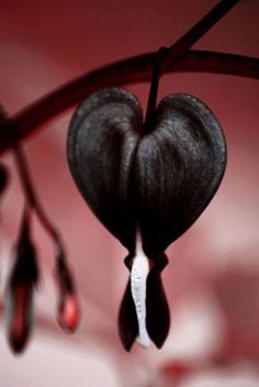 Black Bleeding Hearts: If you thought this sad plant couldn't get any more jarring, this black color will prove you wrong. For more black plants to "goth" up your garden, click through! Floral, Hoa, Bunga, Bloemen, Flores, Love Flowers, Black Flowers, Beautiful Flowers, Rosas