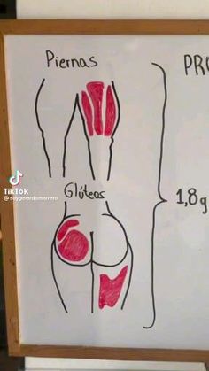 a white board with different muscles drawn on it