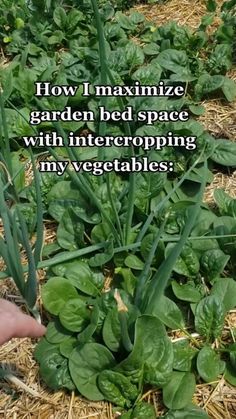 someone is pointing at some green plants in the grass with words on it that read how i maximumize garden bed space with interrepping my vegetables