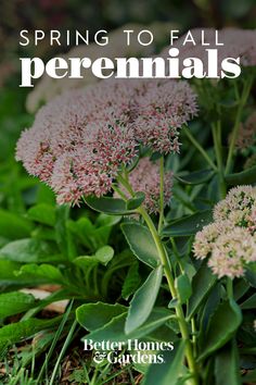 pink flowers in the grass with text overlay reading spring to fall perennials better homes and gardens