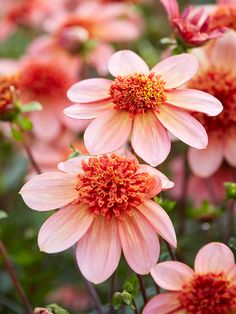 pink flowers with red centers in a garden