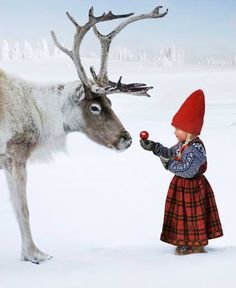 Love Winter Animals #love #animal Lappland, Snow, Reindeer, Christmas Pictures, Rudolph, Winter Christmas, Elf