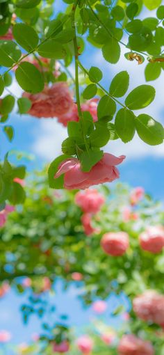 some pink flowers and green leaves against a blue sky