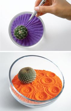 Fun way to add some color to indoor gardens. Garden Care, Plants, Planting Flowers, Cactus Garden